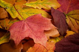 different autumn leaves, multicolored background autumn theme